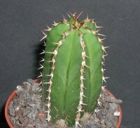 Euphorbia officinarum