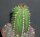 Euphorbia officinarum