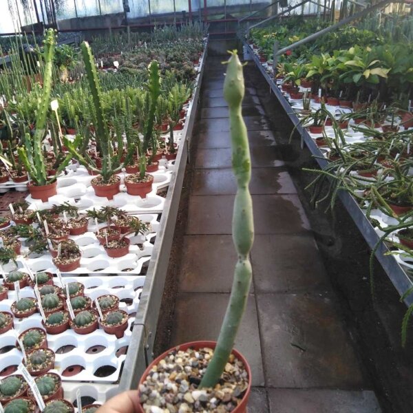 Euphorbia oncoclada