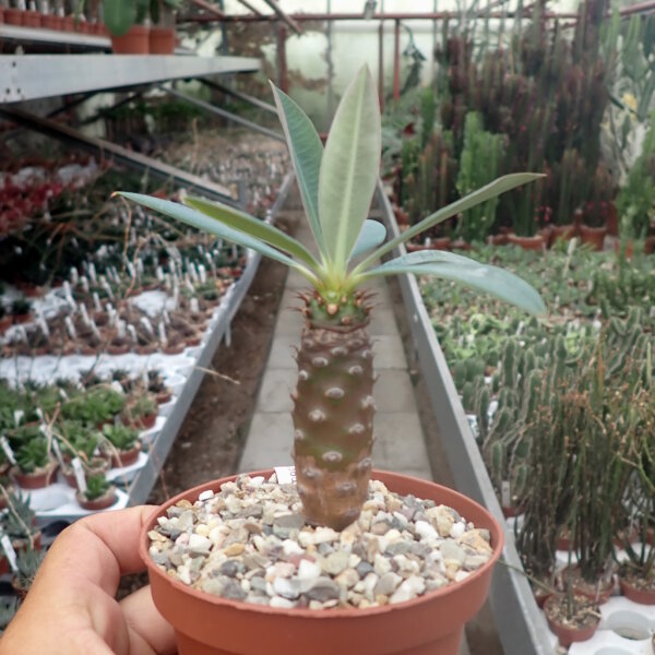 Euphorbia pachypodioides