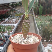 Euphorbia pachypodioides