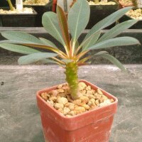 Euphorbia pachypodioides