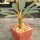 Euphorbia pachypodioides