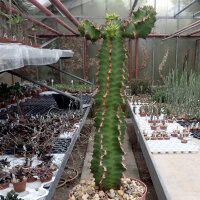 Euphorbia perangusta Zeerust, RSA