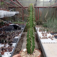 Euphorbia perangusta Zeerust, RSA
