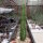 Euphorbia perangusta Zeerust, RSA