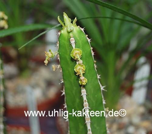 Euphorbia persistentifolia
