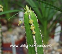 Euphorbia persistentifolia