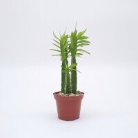 Euphorbia persistentifolia