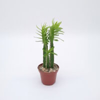 Euphorbia persistentifolia