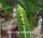 Euphorbia persistentifolia