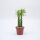 Euphorbia persistentifolia