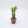 Euphorbia persistentifolia