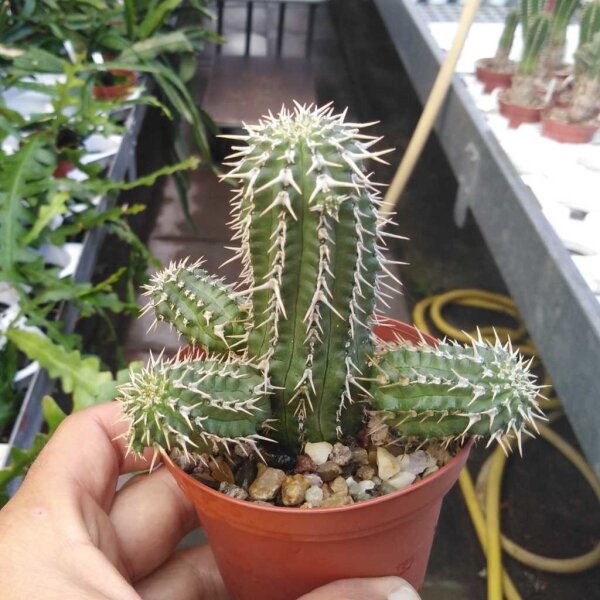 Euphorbia phillipsioides