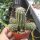 Euphorbia phillipsioides