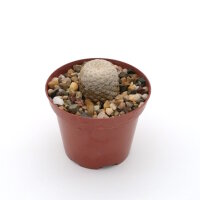Euphorbia piscidermis
