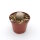 Euphorbia piscidermis