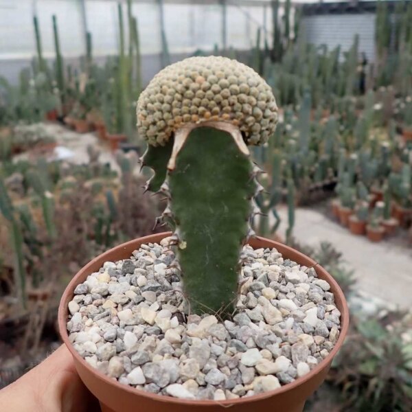 Euphorbia piscidermis gepfr. cristata
