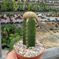 Euphorbia piscidermis gepfr. cristata