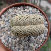Euphorbia piscidermis gepfr. cristata