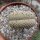 Euphorbia piscidermis gepfr. cristata