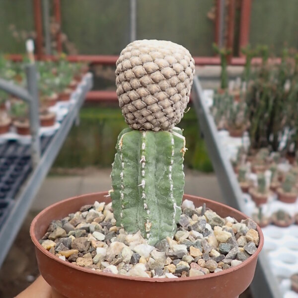 Euphorbia piscidermis gepfr.
