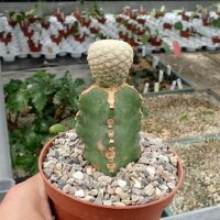 Euphorbia piscidermis gepfr.