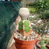 Euphorbia piscidermis gepfr.