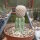 Euphorbia piscidermis gepfr.