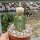 Euphorbia piscidermis gepfr.