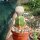 Euphorbia piscidermis gepfr.