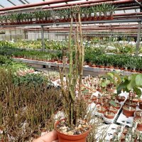 Euphorbia platyclada Fort Dauphin, Madagaskar, sandiger...