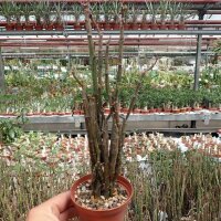 Euphorbia platyclada Fort Dauphin, Madagaskar, sandiger Boden