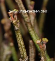 Euphorbia platyclada Fort Dauphin, Madagaskar, sandiger Boden