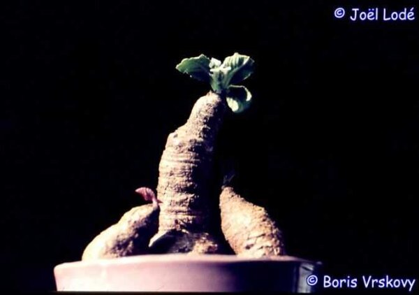 Euphorbia primulifolia