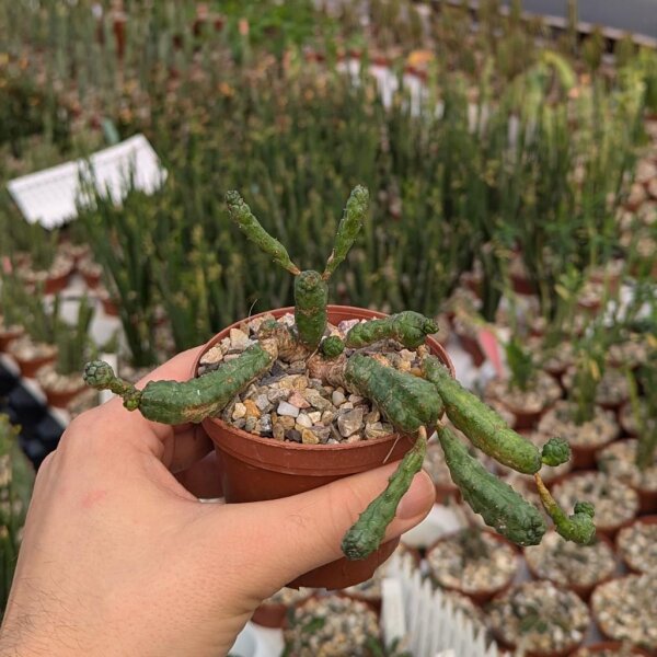 Euphorbia pseudoglobosa