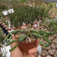 Euphorbia pseudoglobosa
