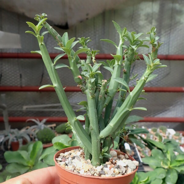Euphorbia pteroneura