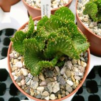Euphorbia pugniformis cristata