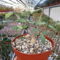Euphorbia razafindratsirae