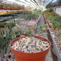 Euphorbia razafindratsirae
