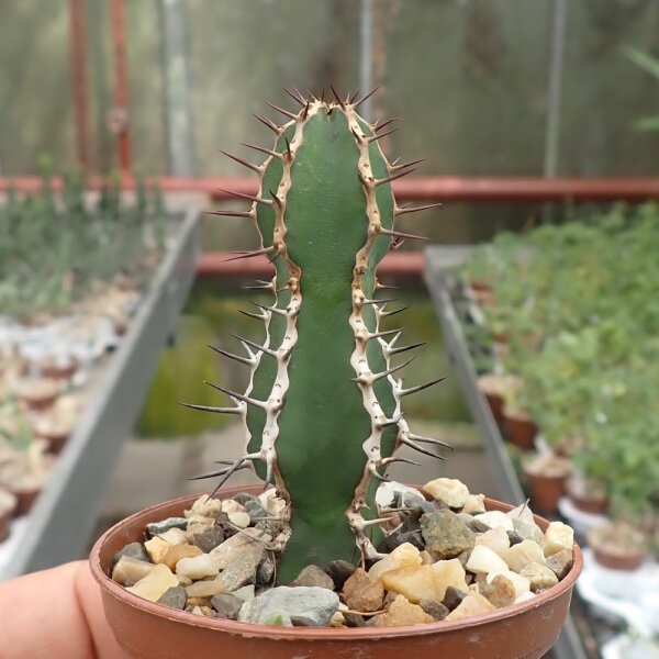 Euphorbia rowlandii