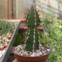 Euphorbia rowlandii