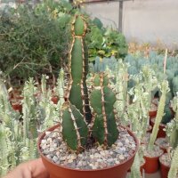 Euphorbia rowlandii
