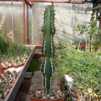 Euphorbia rowlandii