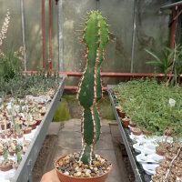 Euphorbia rowlandii