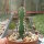 Euphorbia rowlandii