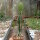 Euphorbia rowlandii