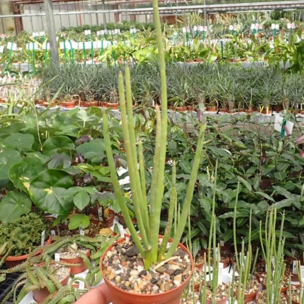 Euphorbia schimperi