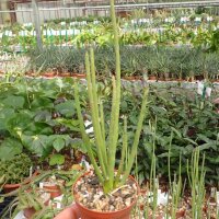 Euphorbia schimperi